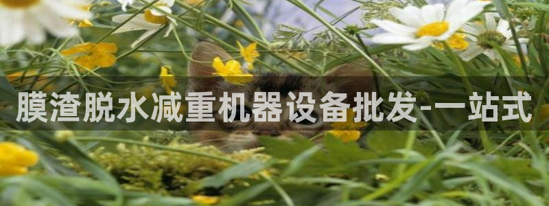 天玺娱乐彩票宏利团队
